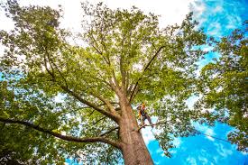 Best Tree Maintenance Programs  in Wilmington, NC